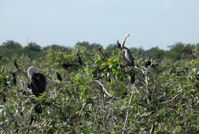 Vườn chim Prek Toal của Campuchia được công nhận là khu Ramsar ảnh 1