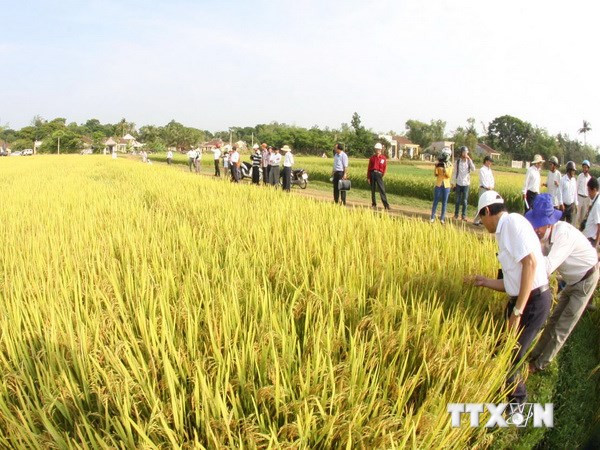[Video] IRRI đưa sáng kiến nhằm gia tăng giá trị lúa gạo của Việt Nam ảnh 1