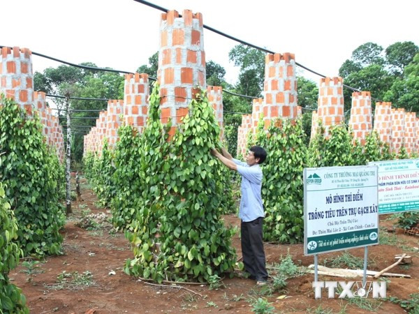 [Video] Nông dân Đắk Lắk hoang mang vì cây hồ tiêu chết hàng loạt ảnh 1