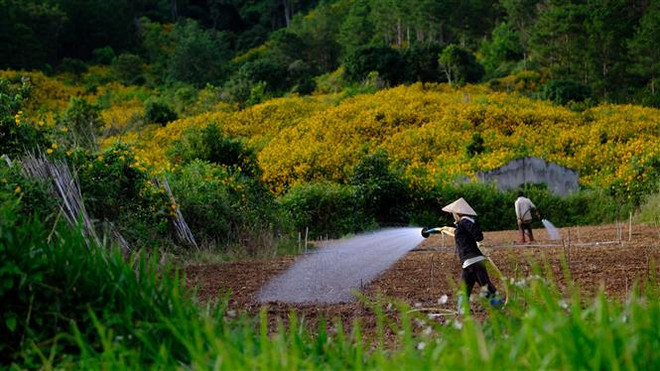 Lâm Đồng: Khai mạc tuần nghệ thuật tại xứ hoa "Đà Lạt mộng mơ" ảnh 2