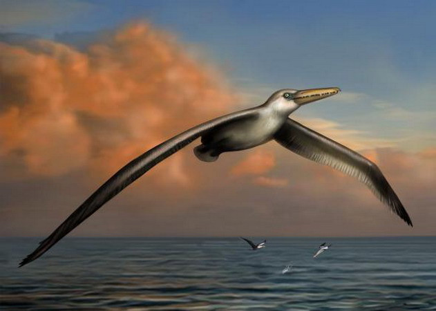 Phát hiện hóa thạch của loài chim lớn nhất mọi thời đại ảnh 1