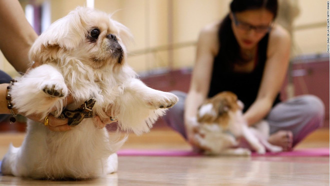 Người dân Trung Quốc mạnh tay chi hàng tỷ USD cho chó nuôi ảnh 1