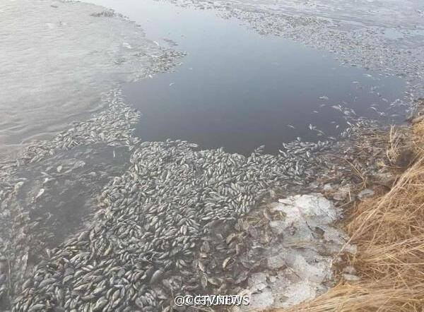 [Photo] Hãi hùng cảnh tượng cá chết đặc mặt sông ở Nội Mông ảnh 2
