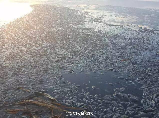 [Photo] Hãi hùng cảnh tượng cá chết đặc mặt sông ở Nội Mông ảnh 1