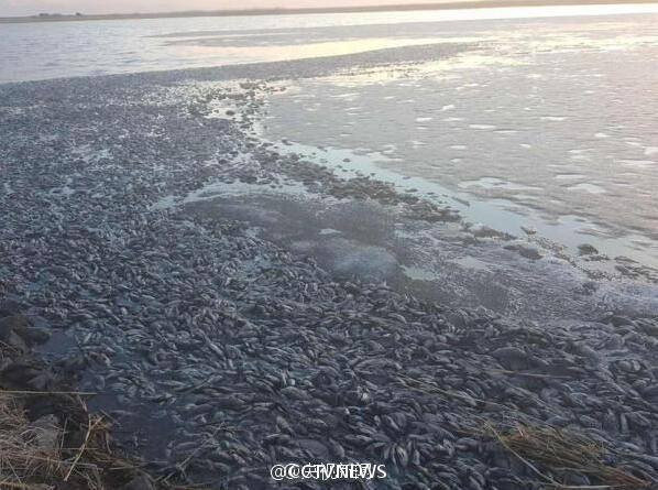 [Photo] Hãi hùng cảnh tượng cá chết đặc mặt sông ở Nội Mông ảnh 3