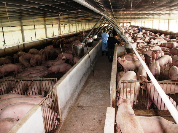 [Video] Phát hiện cơ sở sản xuất thức ăn chăn nuôi dùng chất cấm ảnh 1