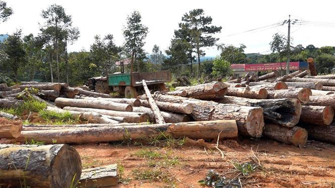Lâm Đồng: Khởi tố 7 cán bộ bảo kê khai thác lâm sản trái phép ảnh 2