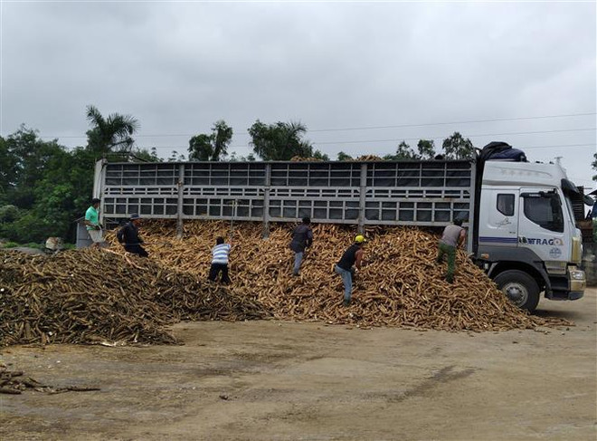 Tổng cục Thuế phản hồi kiến nghị của Hiệp hội Sắn về thuế VAT ảnh 1