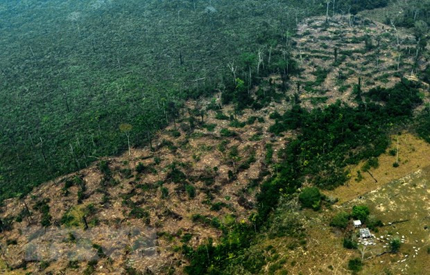 Anh cam kết 100 triệu USD cho Quỹ bảo vệ “lá phổi xanh của hành tinh” ảnh 2