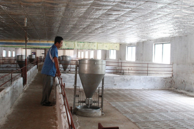 Bộ Nông nghệp tìm giải pháp “cứu” các hộ chăn nuôi lợn ở Đồng Nai ảnh 1