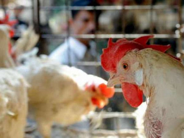 Tình hình nhập lậu gia cầm xu hướng phát triển trở lại ở Quảng Ninh ảnh 1