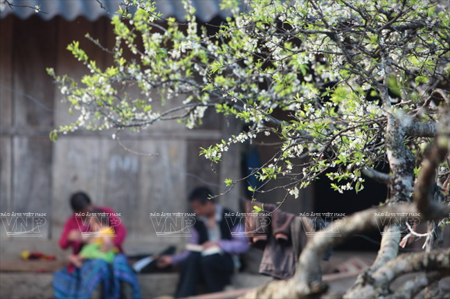 Cung đường hoa Mộc Châu rực rỡ muôn màu sắc ảnh 12