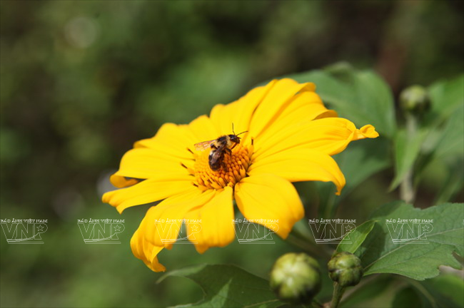 Cung đường hoa Mộc Châu rực rỡ muôn màu sắc ảnh 5