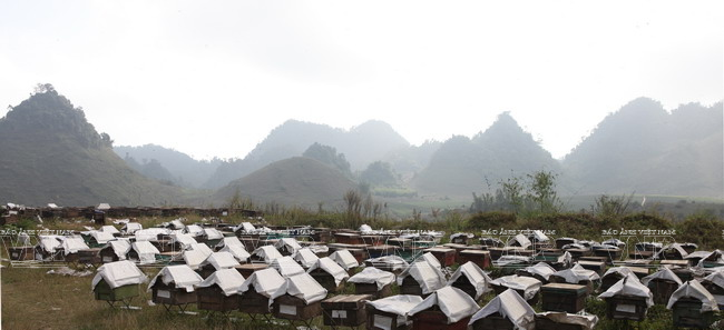 Cung đường hoa Mộc Châu rực rỡ muôn màu sắc ảnh 15