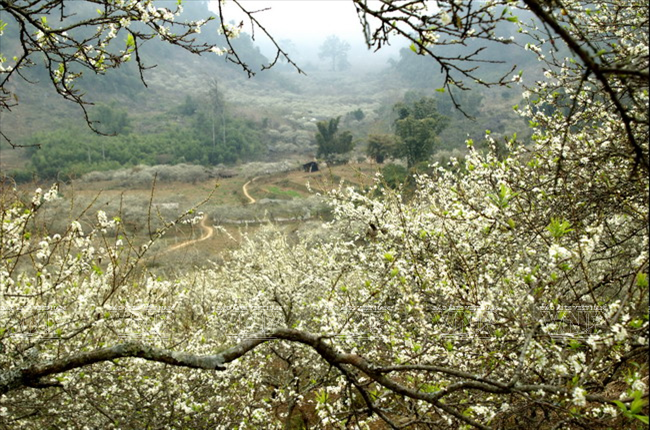 Cung đường hoa Mộc Châu rực rỡ muôn màu sắc ảnh 13