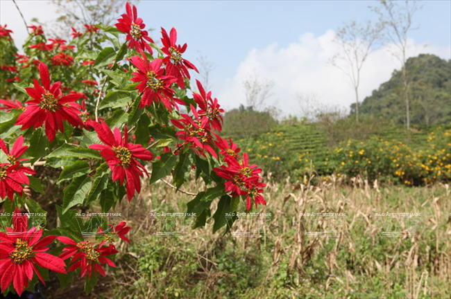 Cung đường hoa Mộc Châu rực rỡ muôn màu sắc ảnh 10