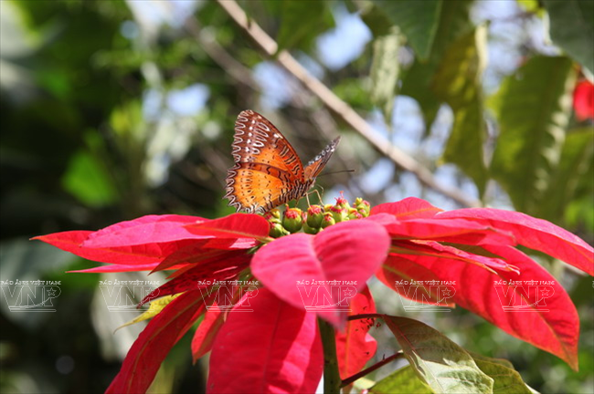 Cung đường hoa Mộc Châu rực rỡ muôn màu sắc ảnh 8