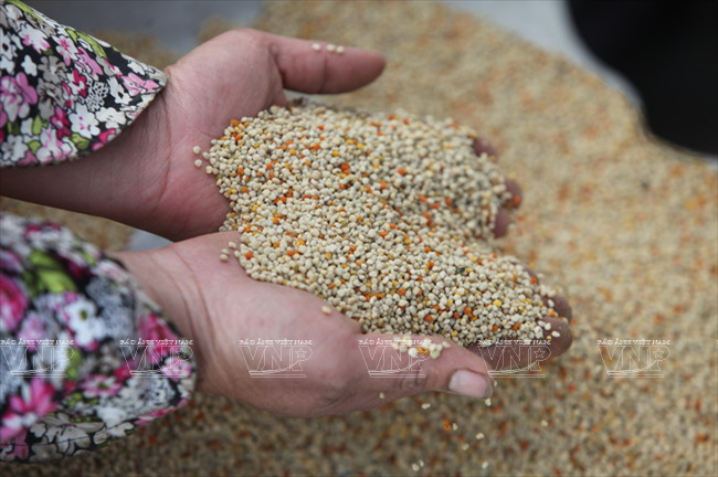 Cung đường hoa Mộc Châu rực rỡ muôn màu sắc ảnh 14