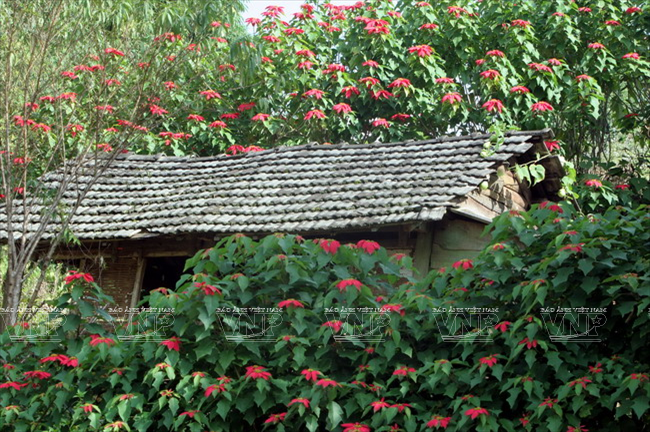 Cung đường hoa Mộc Châu rực rỡ muôn màu sắc ảnh 9