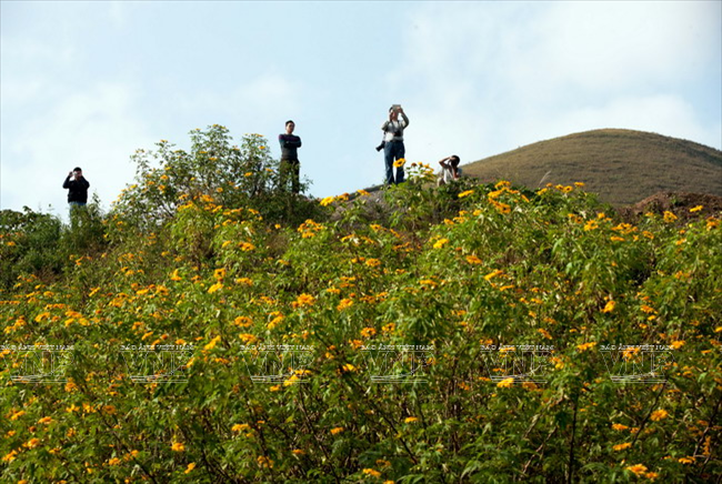 Cung đường hoa Mộc Châu rực rỡ muôn màu sắc ảnh 6