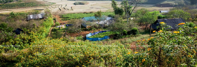 Cung đường hoa Mộc Châu rực rỡ muôn màu sắc ảnh 3