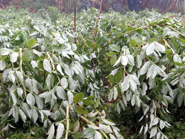 Từ 11/3: Miền Bắc rét đậm, nhiều nơi đêm xuống dưới 12 độ C ảnh 1