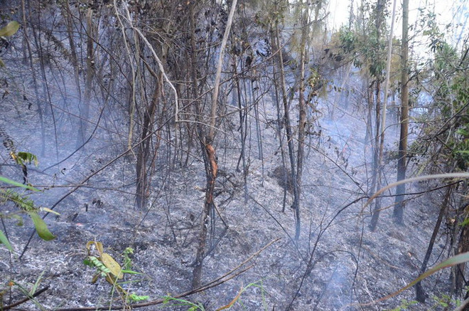 Cháy lớn tại Quảng Ninh gây thiệt hại rất nhiều hécta rừng ảnh 1