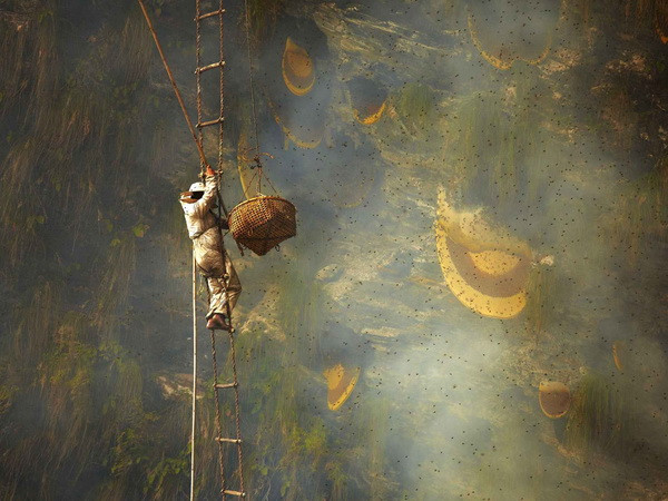 [Video] Bán mạng mưu sinh khi lấy mật trên “nóc nhà thế giới” ảnh 1