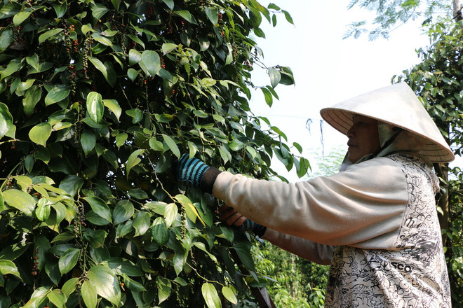 “Loạn” giá hồ tiêu vì doanh nghiệp Trung Quốc thao túng ảnh 1