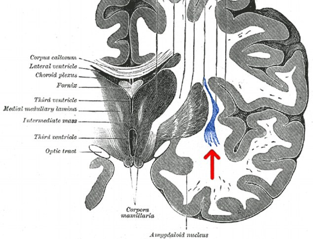 Phát hiện “công tắc” bật - tắt ý thức trong não bộ người ảnh 2
