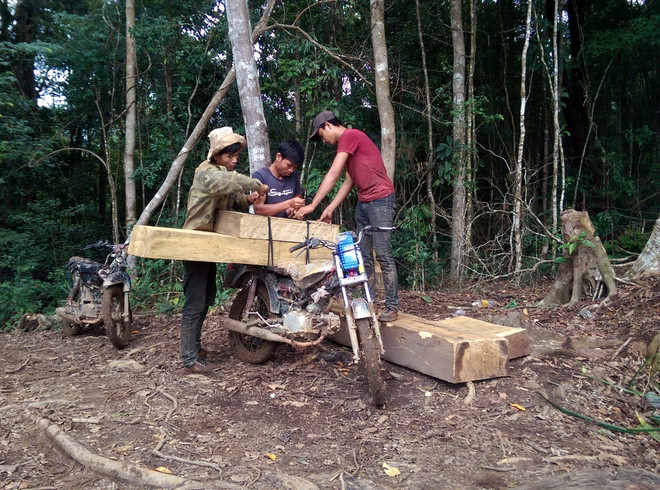 Kon Tum xác minh được các đối tượng phá rừng ở Đăk Glei ảnh 1