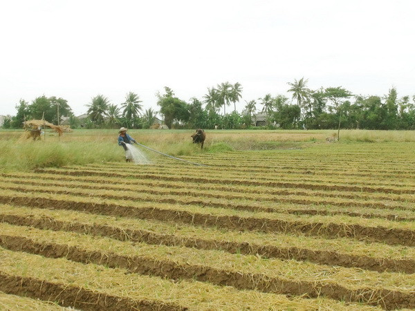 [Video] Người trồng hành Sóc Trăng trăn trở về "đầu ra" cho nông sản ảnh 1