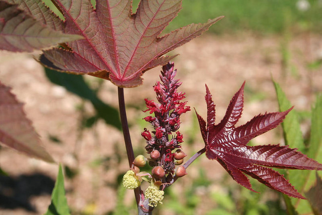 Mỹ bắt giữ một phụ nữ 70 tuổi chế tạo và thử chất độc ricin ảnh 1