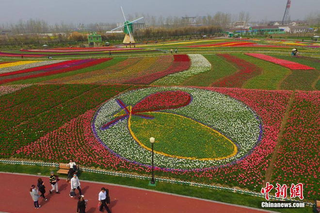 [Photo] Mê mẩn trước tấm thảm "dệt" từ 2.000 bông hoa tulip ảnh 2