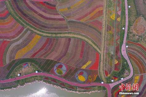 [Photo] Mê mẩn trước tấm thảm "dệt" từ 2.000 bông hoa tulip ảnh 1