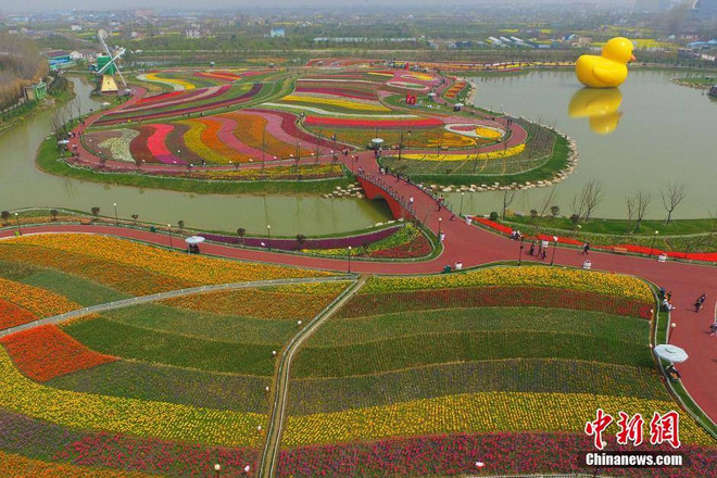 [Photo] Mê mẩn trước tấm thảm "dệt" từ 2.000 bông hoa tulip ảnh 5