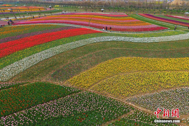 [Photo] Mê mẩn trước tấm thảm "dệt" từ 2.000 bông hoa tulip ảnh 3