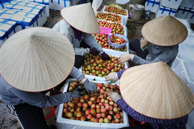 Italy quan tâm sản xuất nông nghiệp và chế biến gỗ tại Bắc Giang ảnh 3