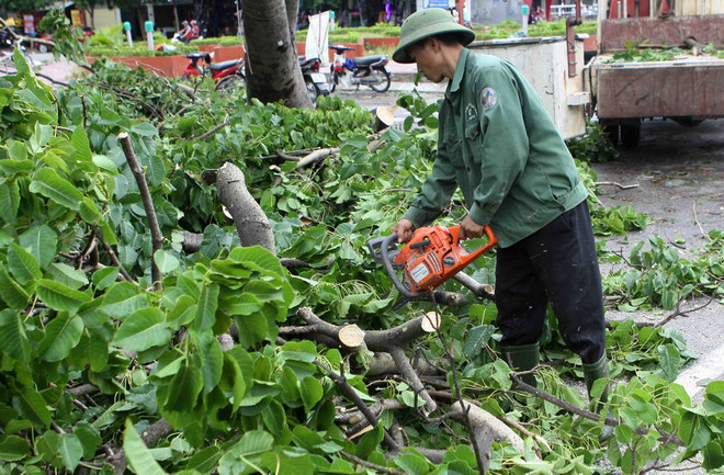 Thay thế cây xanh trên các tuyến phố chính ở thành phố Hạ Long ảnh 1