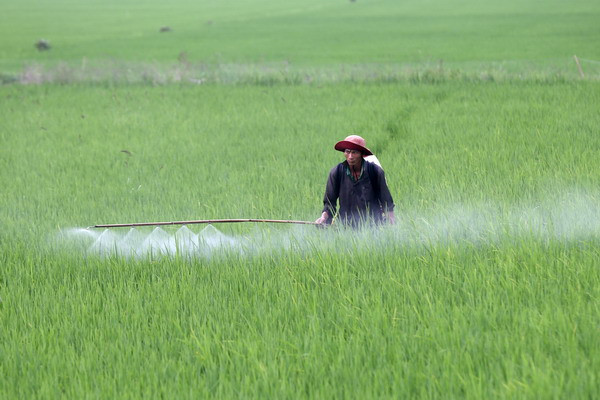 Gần 20 tỷ đồng xây dựng vùng lúa chất lượng cao tại Tây Ninh ảnh 1