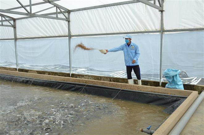 Người nuôi cá tra ở Đồng Tháp lãi 6.000-7.000 đồng mỗi kg ảnh 1