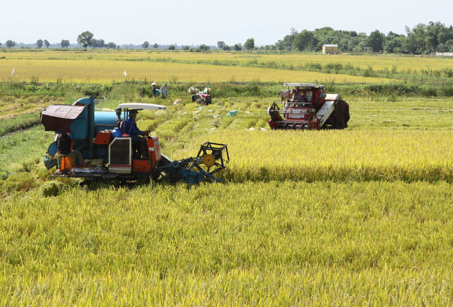 Cách lý giải mới về nguyên nhân khác biệt văn hóa Đông-Tây ảnh 1