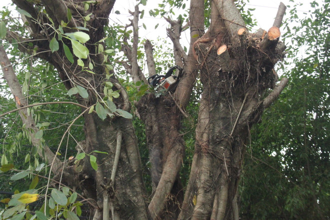 Bình Phước: Một người bị điện giật tử vong khi đang cưa cây ảnh 1