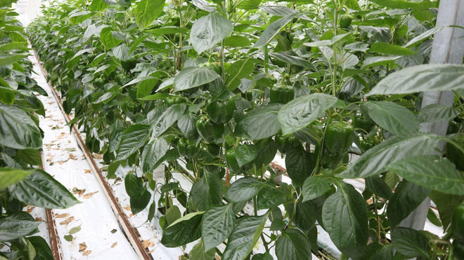 Hà Lan mở cửa tham quan miễn phí các khu nhà kính nông nghiệp ảnh 2