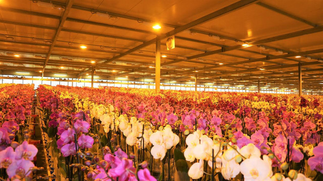 Hà Lan mở cửa tham quan miễn phí các khu nhà kính nông nghiệp ảnh 3