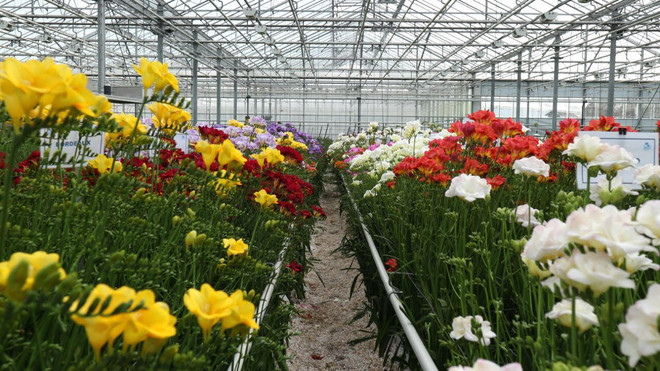 Hà Lan mở cửa tham quan miễn phí các khu nhà kính nông nghiệp ảnh 1