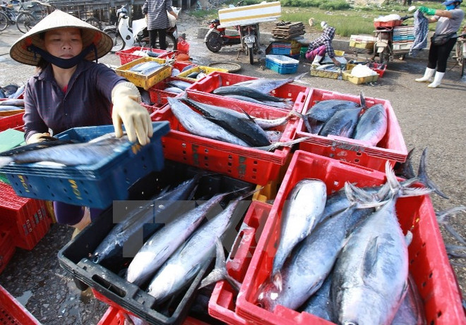 3.900 tấn hải sản tồn kho: Sẽ tiêu hủy nếu xác nhận không an toàn ảnh 1