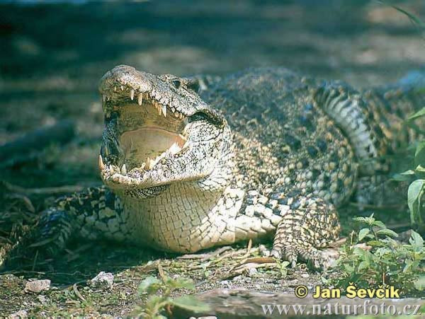 Thụy Điển giúp Cuba bảo tồn loài cá sấu có nguy cơ tuyệt chủng ảnh 1