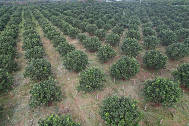 BR-VT ứng dụng công nghệ cao trong phát triển kinh tế trang trại ảnh 3