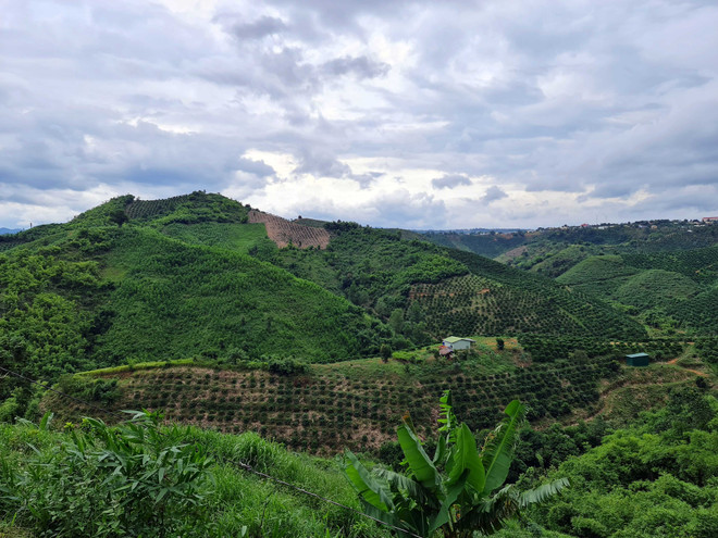 Đắk Nông: Điều chỉnh quy hoạch rừng, tháo gỡ khó khăn cho người dân ảnh 1